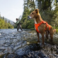 Dog Harness Web Master™, Ruffwear