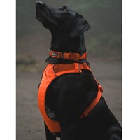 Dog harness Front Range orange L/XL, Ruffwear