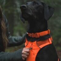 Dog harness Front Range orange L/XL, Ruffwear