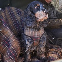 Hundegeschirr Classic Tartan, Barbour