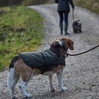 Hundemantel Quilted, Barbour