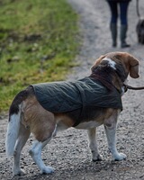 Hundemantel Quilted, Barbour