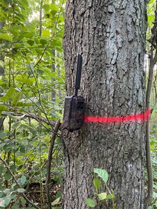 Bewertungsbild zu der Überschrift Tolle Wildkamera mit toller App zu fairen Preisen
