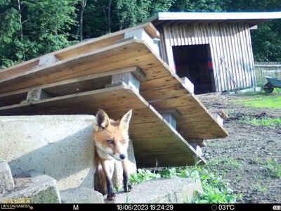 Bewertungsbild zu der Überschrift Super Wildkamera
