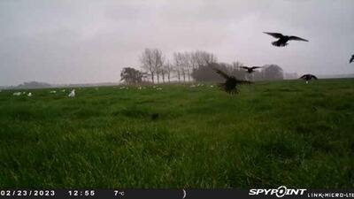 Bewertungsbild zu der Überschrift Good trailcamera