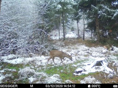 Bewertungsbild zu der Überschrift Seissiger Wildkamera Special Cam LTE mit Supersim Karte