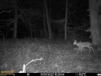 Bewertungsbild zu der Überschrift Wildkamera Seis. Sp. Cam LTE Standardvers
