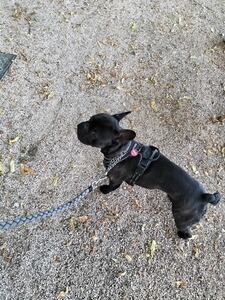 Bewertungsbild zu der Überschrift Ein Hund soll Hund sein dürfen.