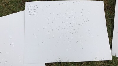 Bewertungsbild zu der Überschrift Super Patrone gerade für Krähen