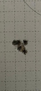 Bewertungsbild zu der Überschrift Läuft hervorragend in meiner CZ 457 Varmint