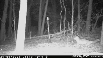 Bewertungsbild zu der Überschrift Good trailcamera