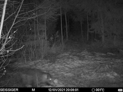 Bewertungsbild zu der Überschrift Seissiger Wildkamera Special Cam LTE mit Supersim Karte