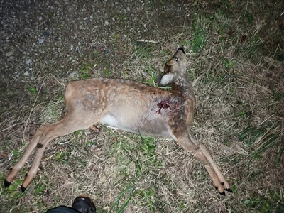 Bewertungsbild zu der Überschrift Absolut zu empfehlen! Sehr präzise! Top!