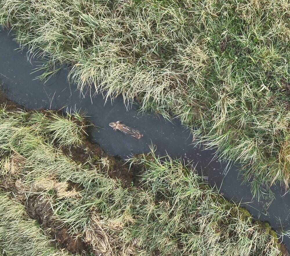 Als das Kitz sich traute zu springen, musste es feststellen dass es zu schwach war - es landete im Graben und begann direkt zu schwimmen.