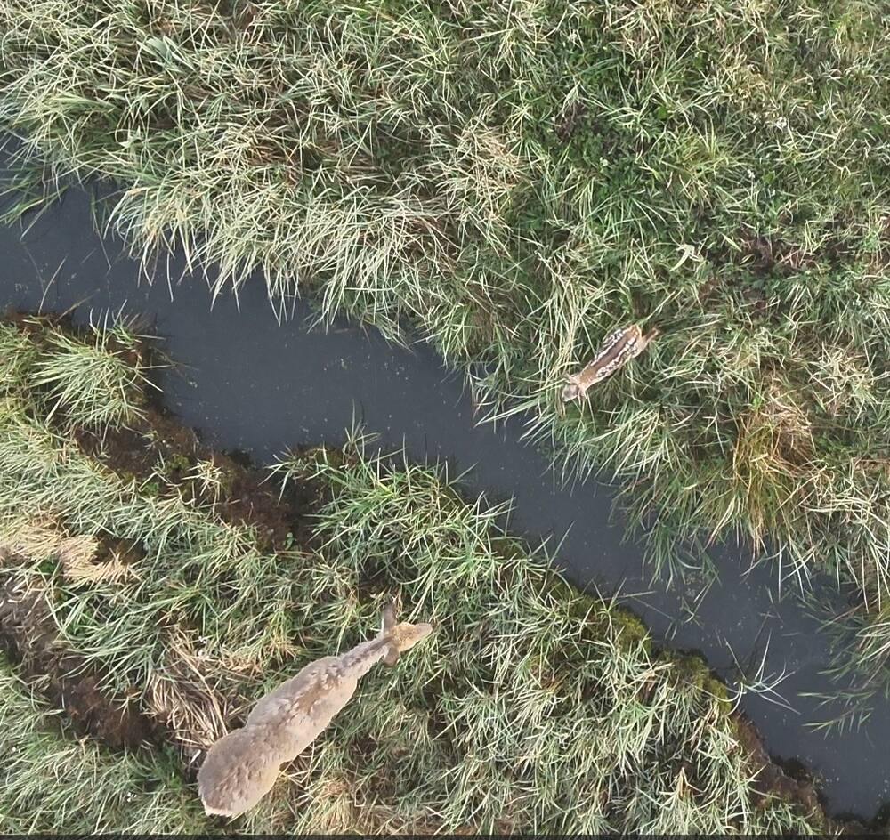 Die Geiß versuchte dem Kitz zu zeigen wie es über den Graben gelangt. Immer wieder sprang sie über den Graben und zurück.