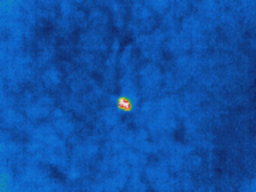 Wärmebild eines gefundenen Kitzes