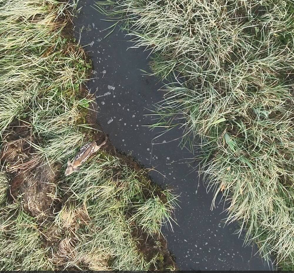 Glücklicherweise konnte es sich mit Müh und Not aus dem Graben befreien, bevor unsere Helfer an Ort und Stelle waren.