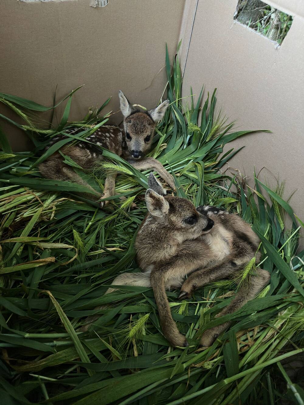 Nach Wildunfall: Zwei Rehkitze vor dem Hungertod bewahrt