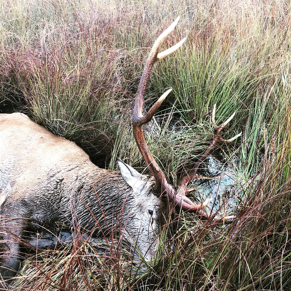 Jagderlebnis Red deer
